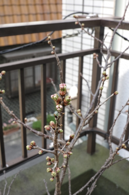soku_24867.jpg :: 植物 花 木 枝 桃 モモの蕾 