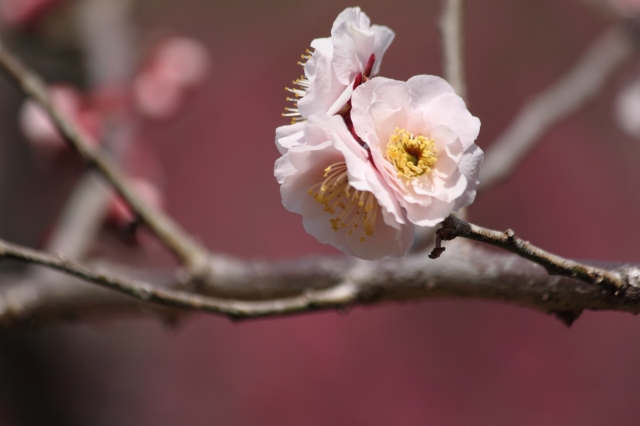 soku_24888.jpg :: 植物 花 梅 ウメ 