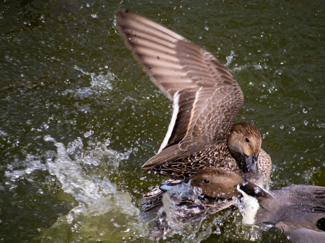 soku_24935.jpg :: 動物 鳥 鴨? 喧嘩 