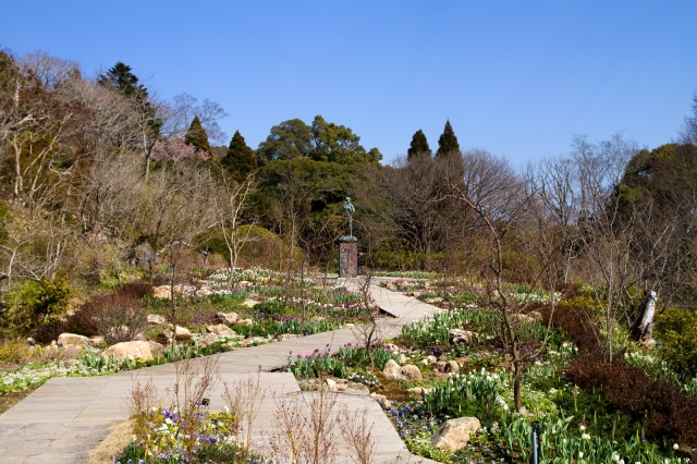 soku_24953.jpg :: 植物園 牧野植物園 