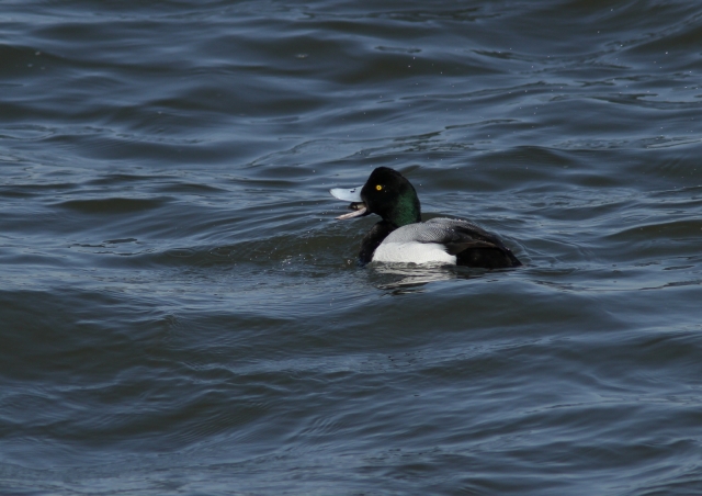 soku_25019.jpg :: 動物 野鳥 スズガモ 