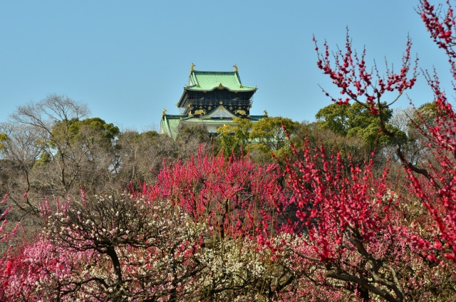 soku_25021.jpg :: 公園 大阪城公園 植物 花 梅 ウメ 