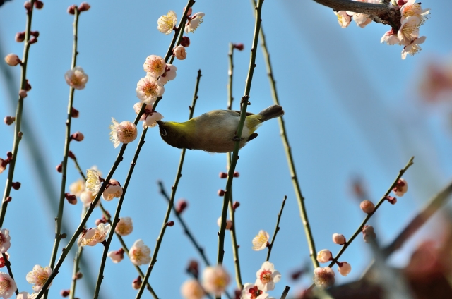 soku_25022.jpg :: 植物 花 梅 ウメ 動物 鳥 野山の鳥 メジロ 