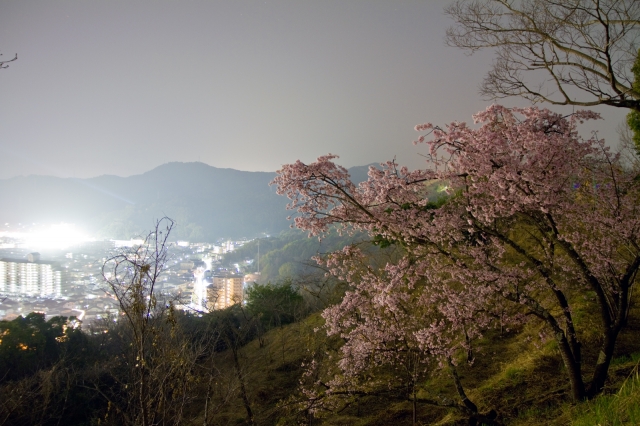 soku_25129.jpg :: 植物 花 桜 サクラ 夜桜 