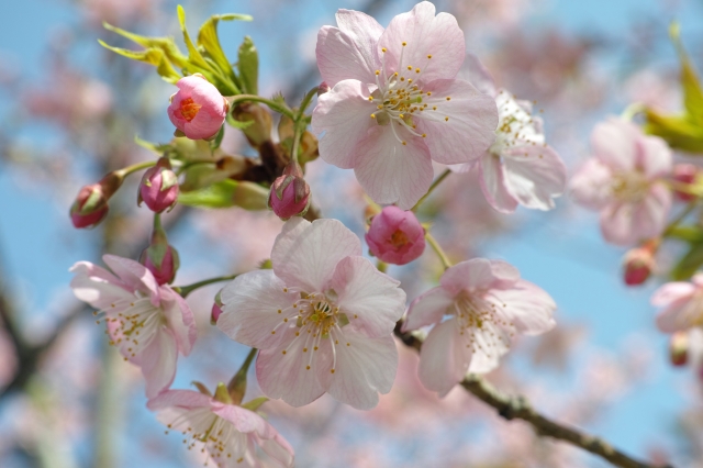 soku_25133.jpg :: 植物 花 桜 サクラ 