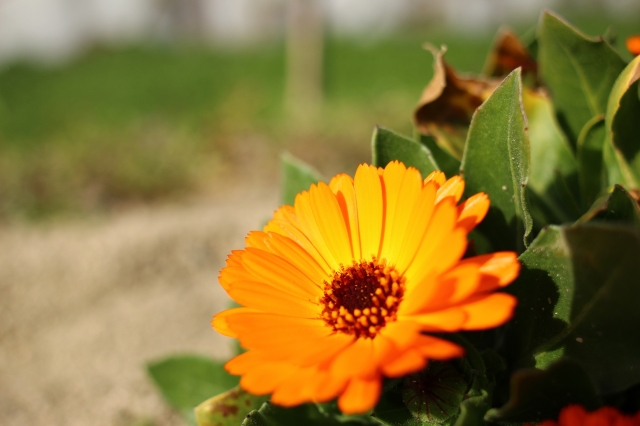 soku_25141.jpg :: 植物 花 オレンジ色の花 ガーベラ 