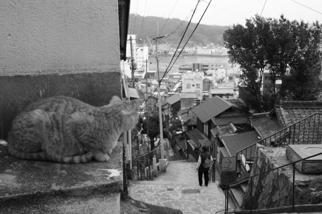 soku_25143.jpg :: 動物 哺乳類 猫 ネコ 江ノ島 