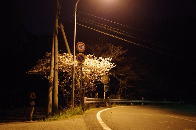 soku_25194.jpg :: 夜桜 高感度 植物 花 サクラ 