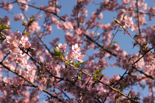 soku_25195.jpg :: 植物 花 桜 サクラ 