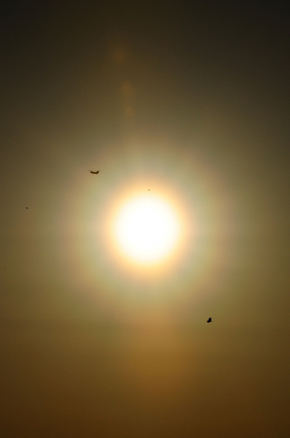 soku_25246.jpg :: 太陽 光冠 花粉光冠 ヘリコプター 鳥 シルエット 
