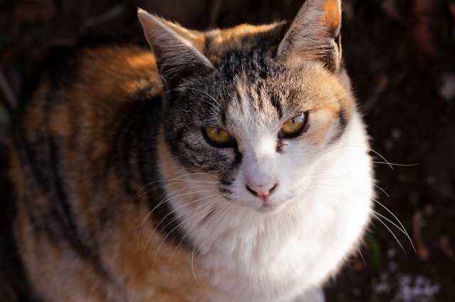 soku_25281.jpg :: 動物 哺乳類 猫 ネコ 