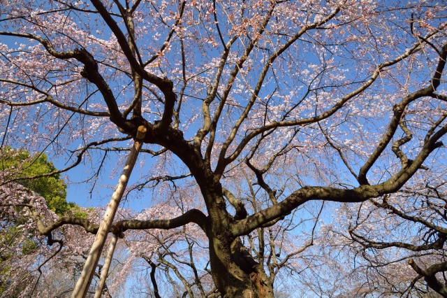 soku_25309.jpg :: 公園 新宿御苑 桜 