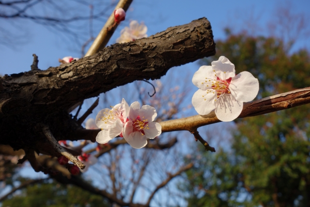 soku_25318.jpg :: 桜 