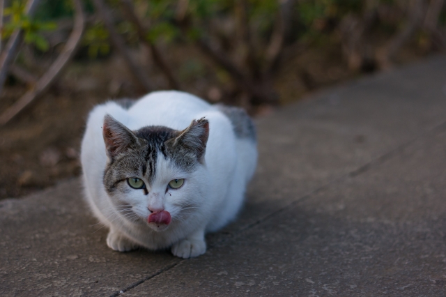 soku_25380.jpg :: 動物 哺乳類 猫 ネコ 