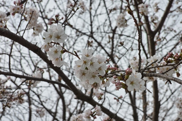 soku_25415.jpg :: 植物 花 桜 サクラ 