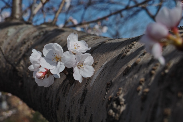 soku_25450.jpg :: 植物 花 桜 サクラ マクロ 
