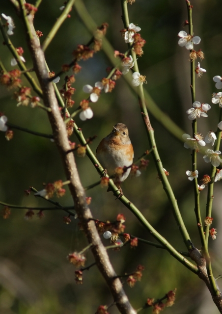 soku_25455.jpg :: 動物 野鳥 アトリ 梅 