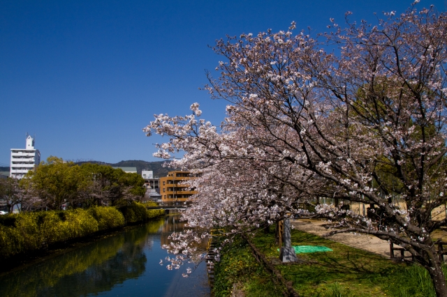 soku_25461.jpg :: 植物 花 桜 サクラ 