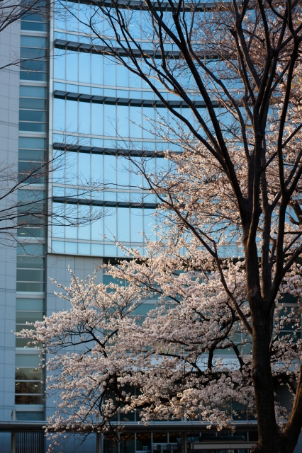 soku_25474.jpg :: 植物 花 桜 サクラ 建物 