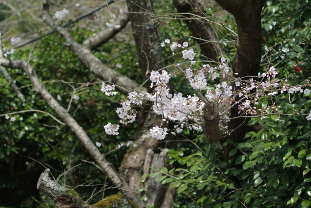 soku_25528.jpg :: 植物 花 桜 サクラ 