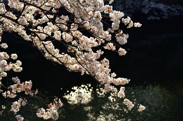 soku_25553.jpg :: 桜 