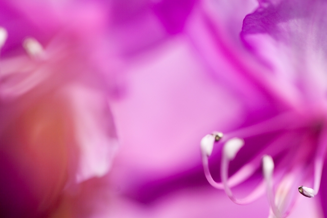 soku_25582.jpg :: 植物 花 ピンクの花 ツツジ 