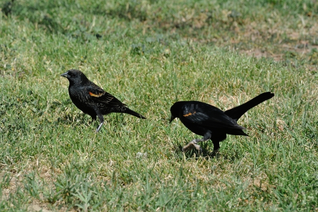 soku_25588.jpg :: 動物 鳥 野鳥 自然の鳥 