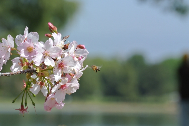 soku_25591.jpg :: 桜と蜂 