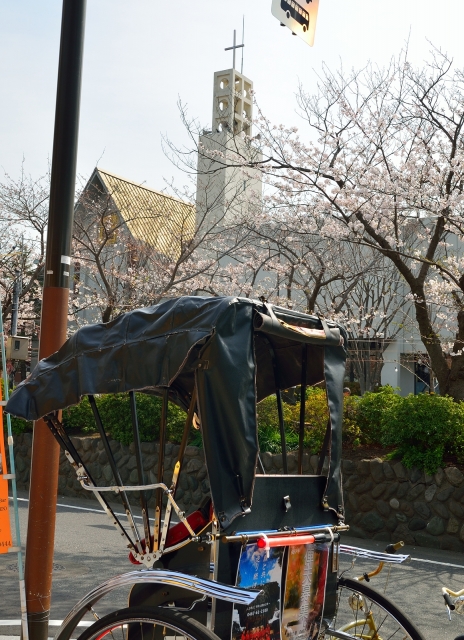 soku_25630.jpg :: 植物 花 桜 サクラ 人力車 教会 鎌倉 