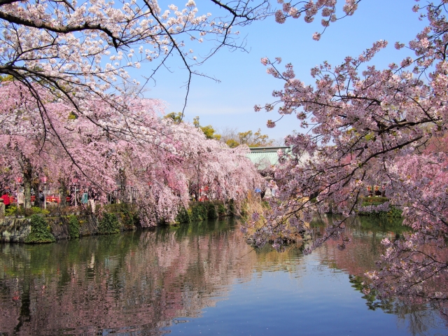 soku_25633.jpg :: 植物 花 桜 サクラ 