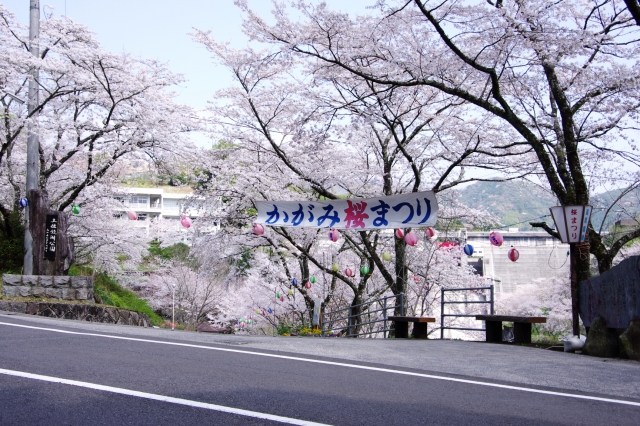 soku_25638.jpg :: 植物 桜 ソメイヨシノ 