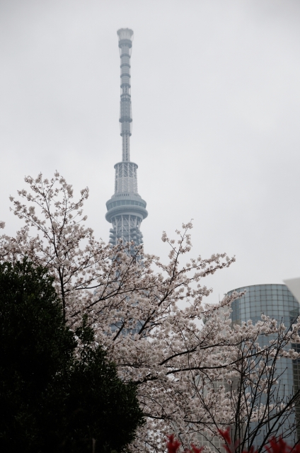 soku_25653.jpg :: 風景 隅田公園 