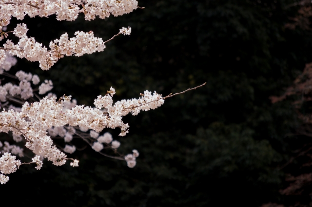 soku_25655.jpg :: 植物 花 桜 サクラ 