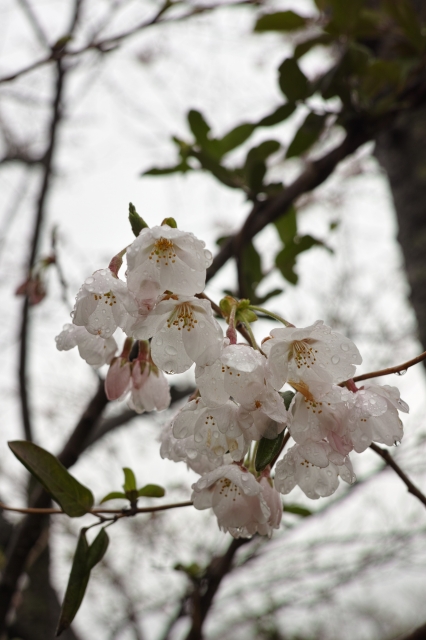 soku_25687.jpg :: 植物 花 桜 サクラ 