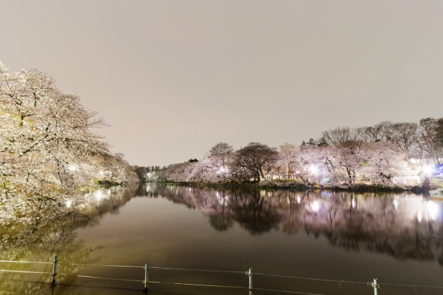 soku_25704.jpg :: 植物 花 桜 サクラ 夜桜 夜景 