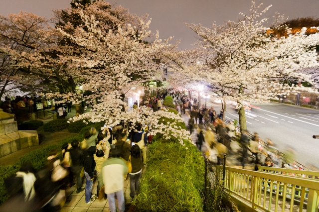 soku_25705.jpg :: 植物 花 桜 サクラ 夜桜 夜景 