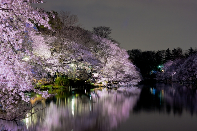 soku_25738.jpg :: 植物 花 桜 サクラ 井の頭公園 夜景 夜桜 