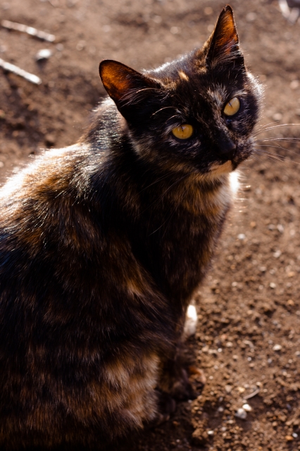 soku_25751.jpg :: 動物 哺乳類 猫 ネコ 
