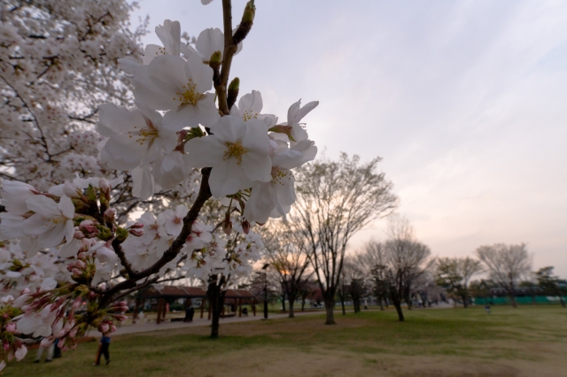 soku_25752.jpg :: 植物 花 桜 サクラ 