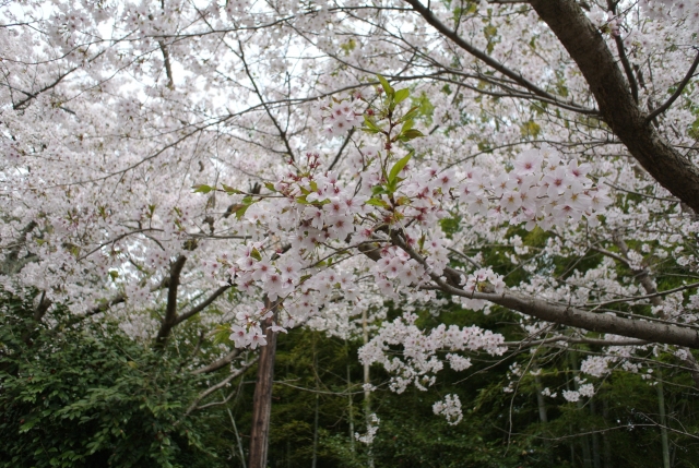 soku_25756.jpg :: 植物 花 葉桜 サクラ 