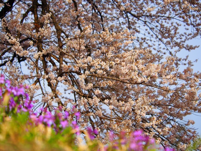 soku_25757.jpg :: 植物 花 桜 サクラ 春 