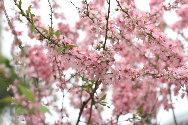 soku_25772.jpg :: 植物 花 ピンクの花 