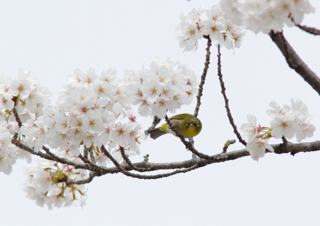 soku_25777.jpg :: 動物 野鳥 メジロ 桜 