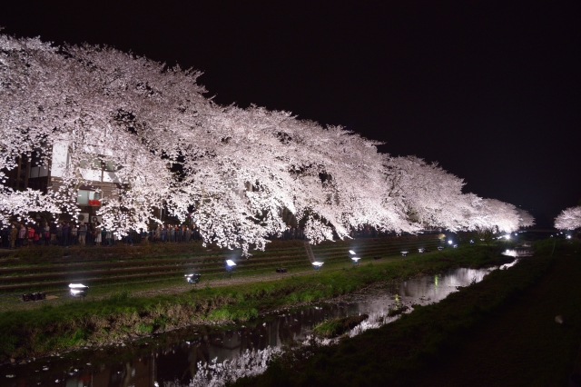 soku_25778.jpg :: 夜桜 ライトアップ 満開 