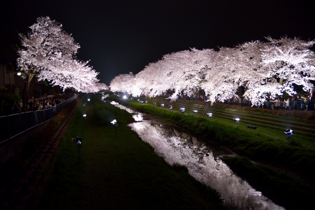 soku_25780.jpg :: 夜桜 ライトアップ 満開 