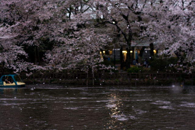soku_25785.jpg :: 植物 花 桜 サクラ 夜桜 井の頭公園 散華 