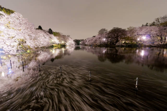 soku_25787.jpg :: 植物 花 桜 サクラ 夜桜 井の頭公園 散華 