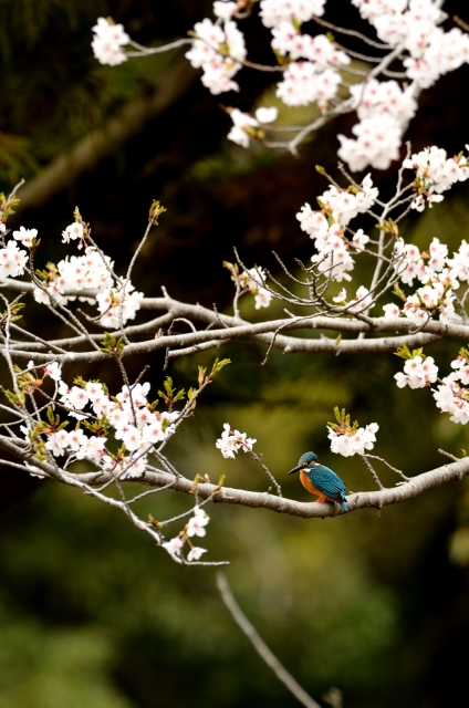 soku_25793.jpg :: 植物 花 桜 サクラ 動物 鳥 野山の鳥 カワセミ 