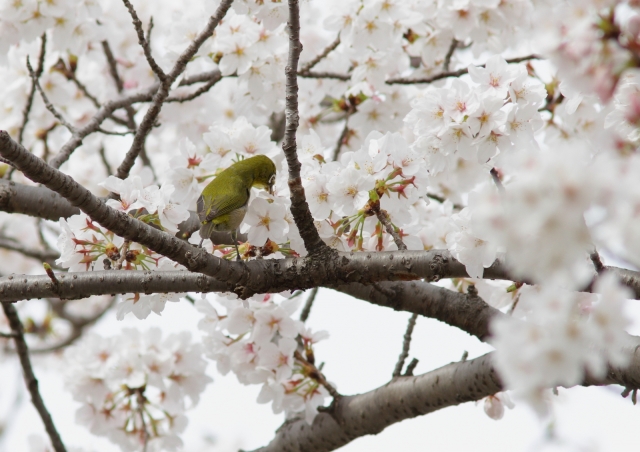 soku_25800.jpg :: 動物 野鳥 メジロ 桜 