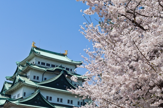 soku_25806.jpg :: 建築 建造物 城 名古屋城 植物 花 桜 サクラ 風景 